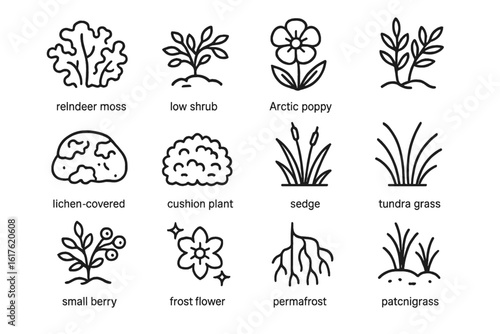 Arctic plant icon set: reindeer moss, low shrub, arctic poppy, tundra vegetation