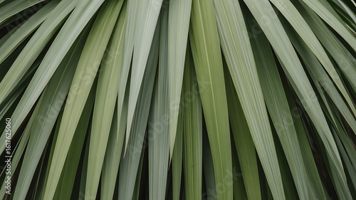Close up of long green plant leaves nature texture