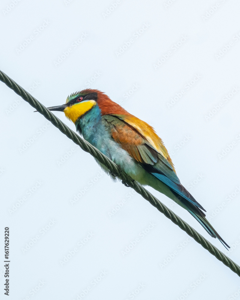 Obraz premium European bee-eater (Merops apiaster) perched on a wire against a plain white background. Colorful wild bird with vibrant plumage in profile view. Wildlife photography in minimalist style.