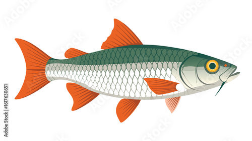 Illustration of a Fish with Green Back, Silver Scales, and Orange Fins