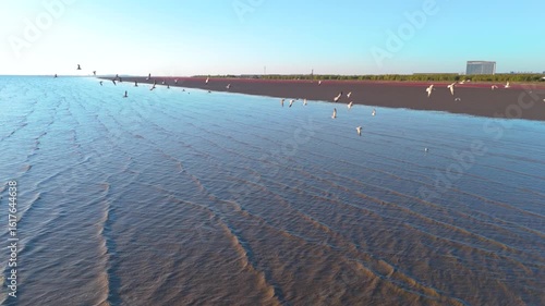 Slow Motion Aerial View of Seagulls Flying Over Red Beach at Yingkou Bird Wave Square