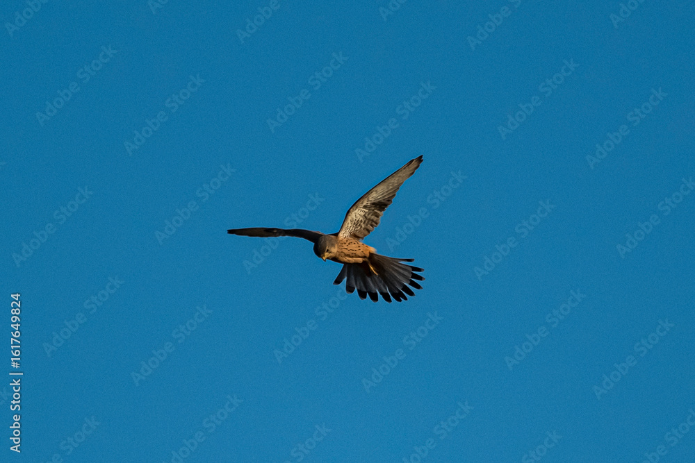 Obraz premium A common kestrel (Falco tinnunculus) soaring in a clear blue sky. Wild bird of prey in flight, hunting and spreading wings. Wildlife photography and nature conservation concept.
