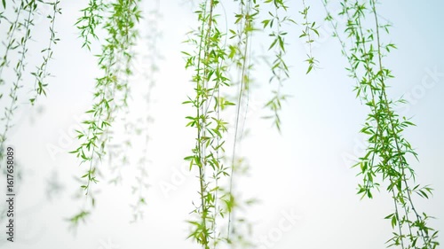 Beautiful Spring Scene with Budding Willow Trees in Nature