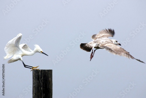 Snowy egret chasing off a gull