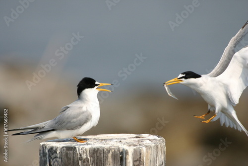 A male least tern giving food to a female least tern