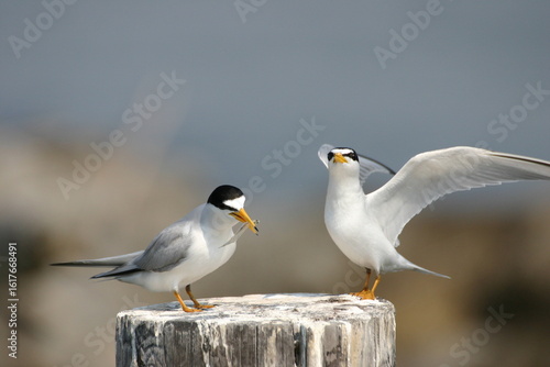 Courtship behavior of least tern pair