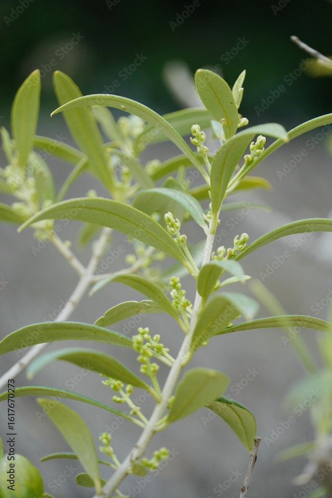 Obraz premium Close-Up of Olive Tree Branch with Growing Olives and Bloom.