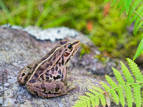 トノサマガエル