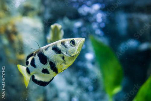 Distinctive Siamese Archerfish Swimming in Clear Aquarium Water. Toxotes siamensis with striking black bands and yellow fins swims gracefully in aquatic environment, with plants,bubbles in background