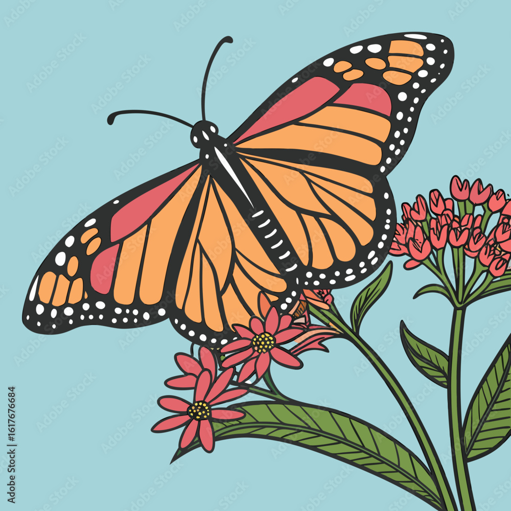 Fototapeta premium Monarch butterfly resting on pink milkweed flowers