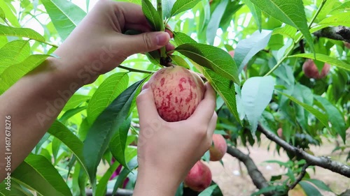 Real shot of agricultural crop mature peaches on a peach tree