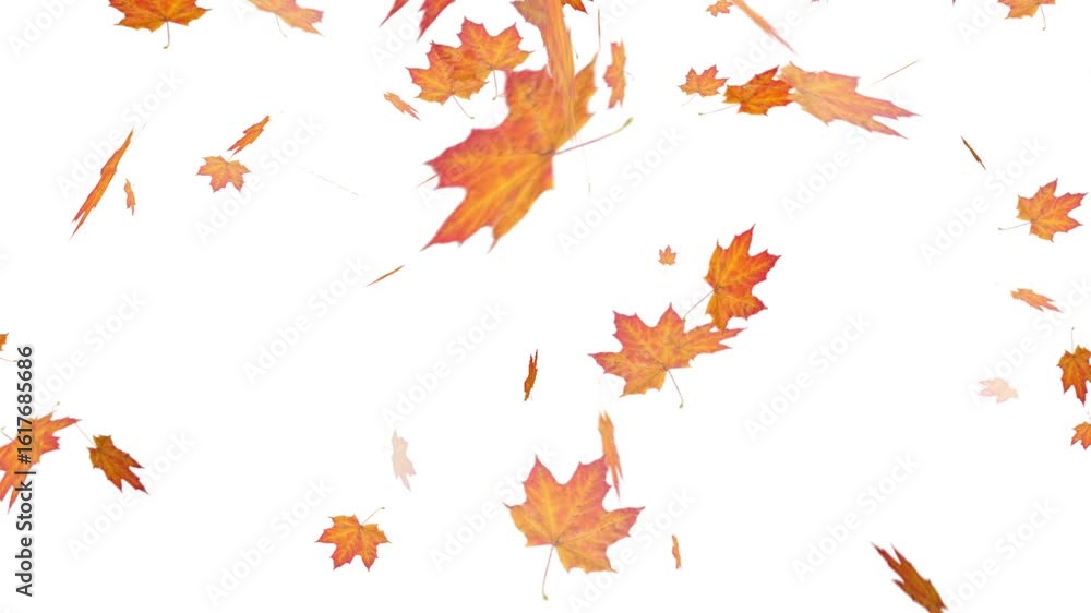 falling maple autumn leaves on an isolated white background, loop animation, perfect for compositing, motion nature scene abstract background	
