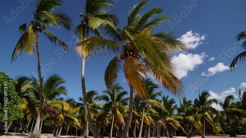 Wallpaper Mural Low-angle video shot of tall palm trees against a clear blue sky, capturing the tropical essence and vibrant greenery in a serene setting. Live desktop wallpaper. Torontodigital.ca