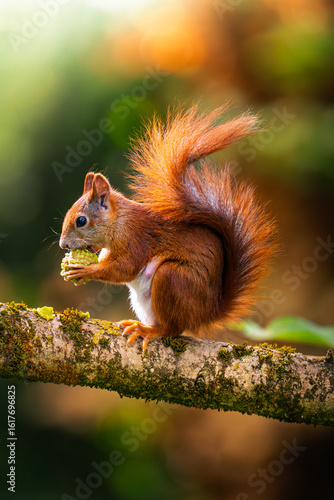 Eichhörnchen