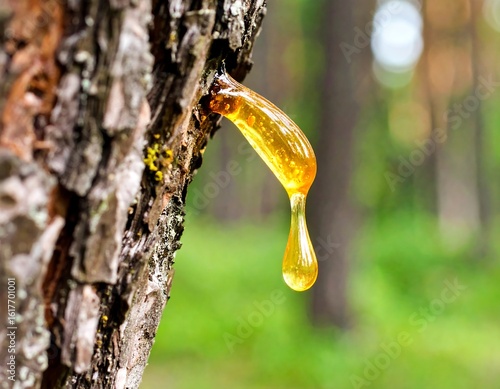 Resin dripping from tree trunk