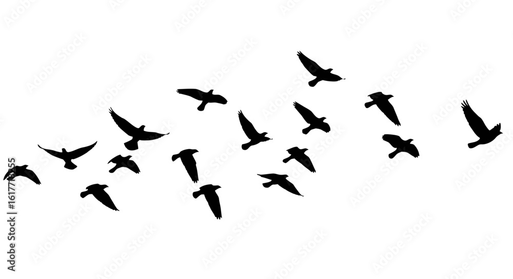 Fototapeta premium Silhouette of a flock of birds flying across a white background in a scattered pattern formation