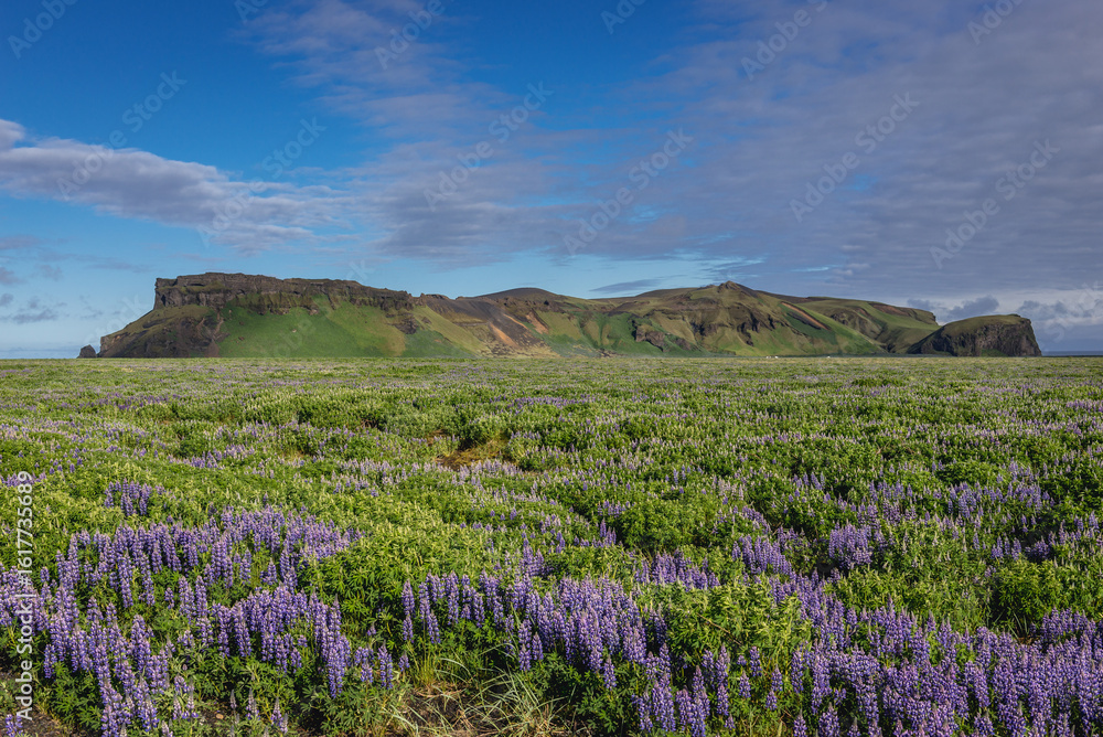 Fototapeta premium Mount Hjorleifshofdi among fields of Nootka lupine in Iceland
