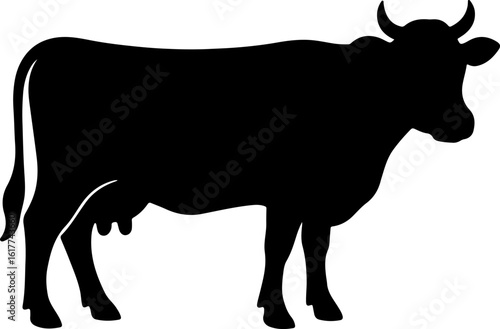 Detailed black standing cow with horns and udder isolated on white background silhouette