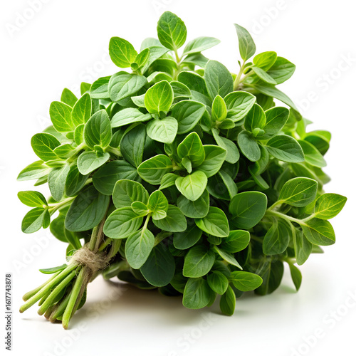 A fresh bunch of aromatic oregano herb with green leaves, tied with twine and isolated on a white background