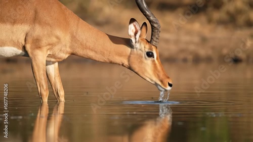 Male impala drinks from calm waterhole in Kruger, then lifts head alertly. Reflections and warm daylight enhance serene wildlife moment.

