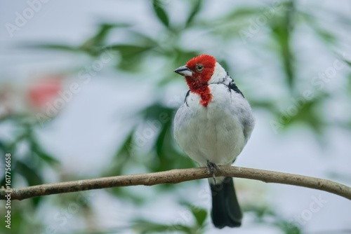 A Red-cowled cardinal sits on a branch.  Portrait of a Red-cowled cardinal. Paroaria dominicana