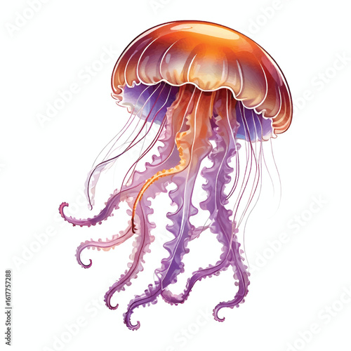 Jelly Fish Vector