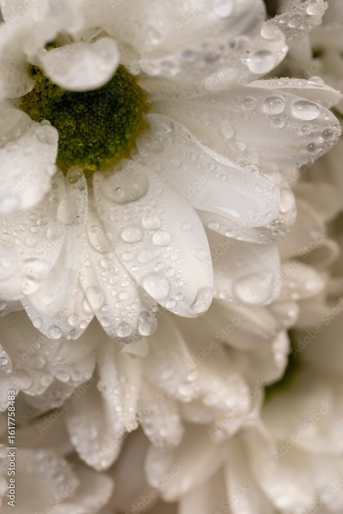 Obraz premium a bouquet of flowers with white petals covered with drops of water, wet white chamomile flowers in a large gift bouquet