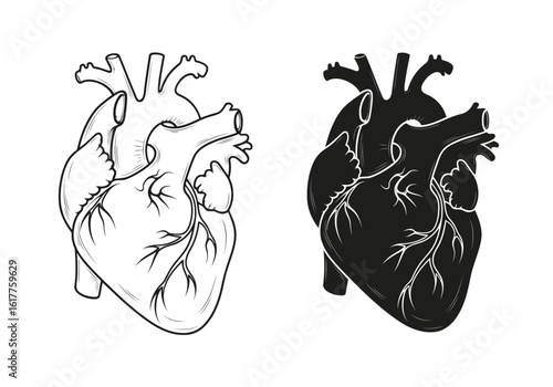 Vector art of anatomical heart illustration in outline and silhouette isolated on white background