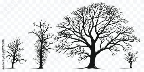 Silhouette of Trees with Bare Branches Against a Transparent Background Creating an Atmospheric and Minimalist Scene for Nature Enthusiasts