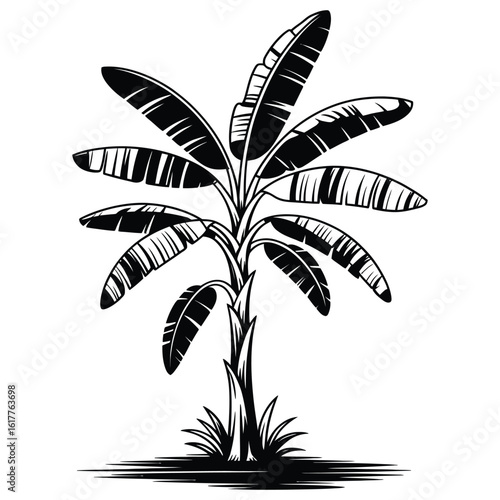 palm tree silhouette