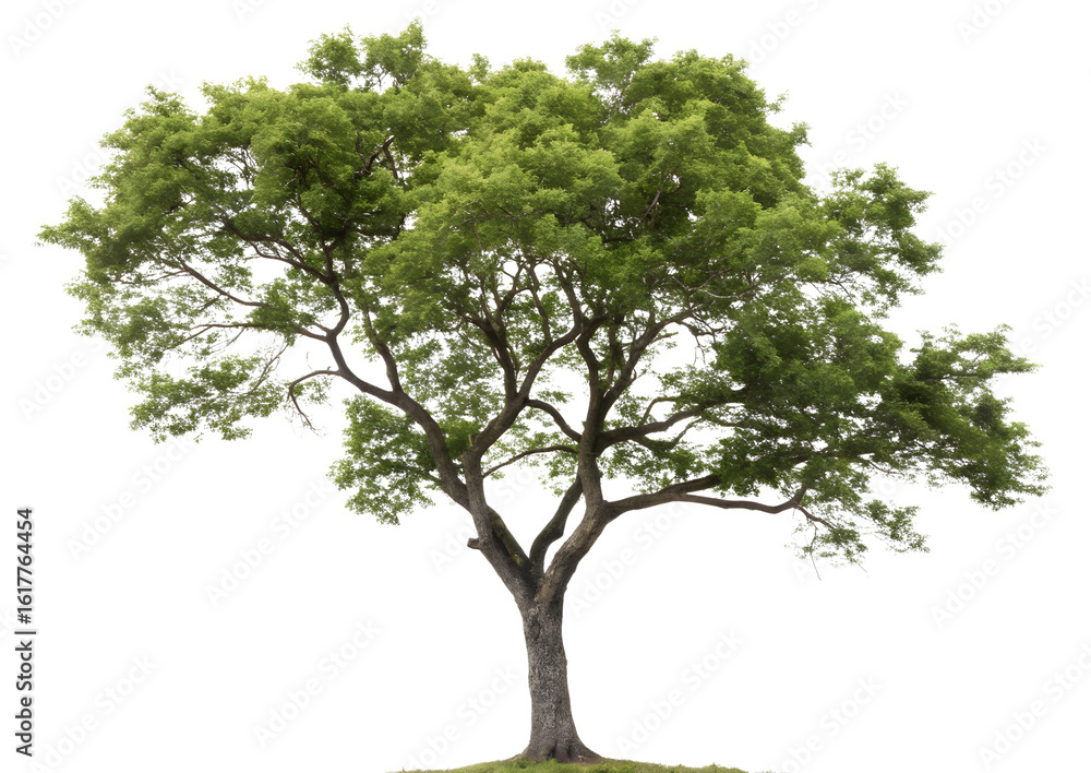 Tree isolated on white background Tree isolated on white background
