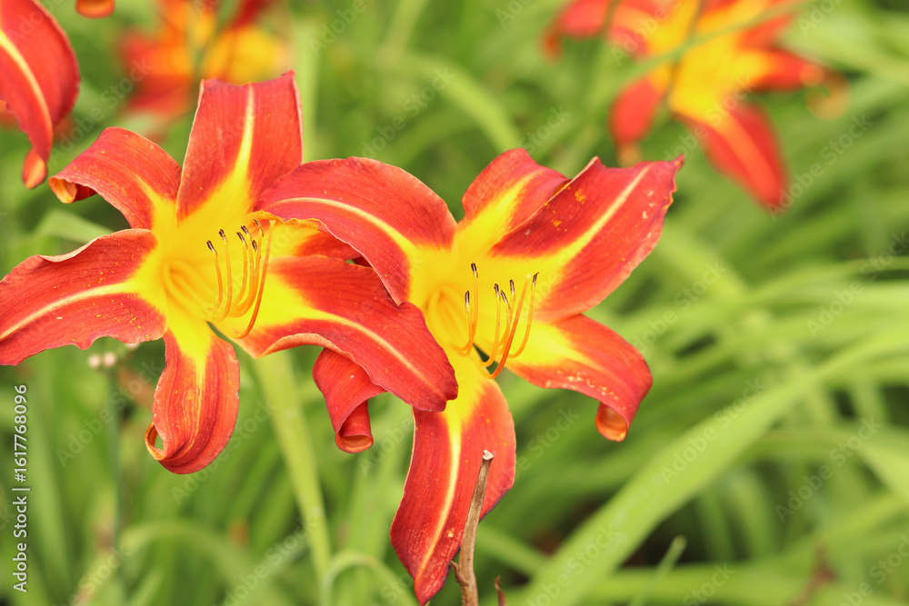 Fototapeta premium Orange daylilies, flowers close-up. Orange flowers with a yellow center and clearly visible stamens. Natural background. Many beautiful bright daylily flowers planted in the park. Garden