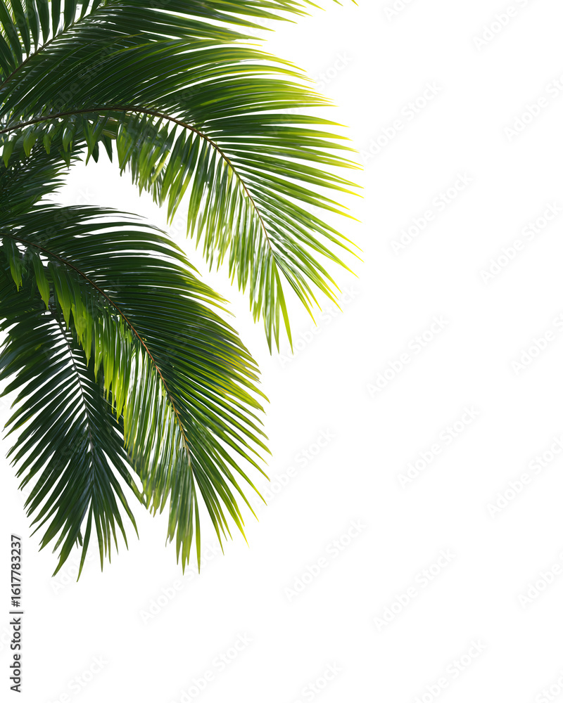 Naklejka premium Palm leaves with drop shadow, transparent PNG summer overlay --ar 4:5 --raw