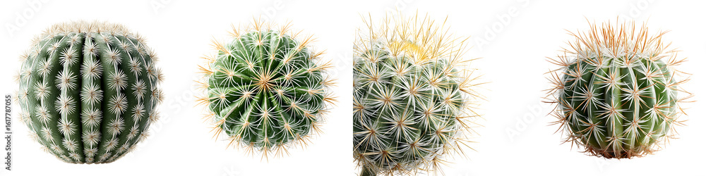 Collection of Golden Barrel Cactus Plants Isolated on White Collection of Golden Barrel Cactus Plants Isolated on White
