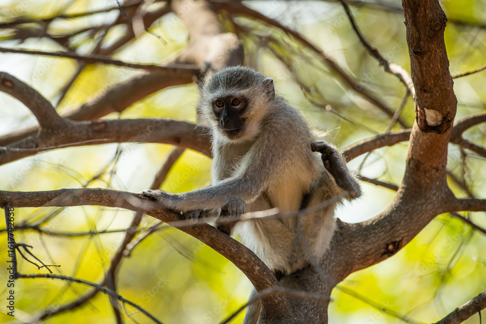 Naklejka premium A vervet monkey (Chlorocebus pygerythrus) scratching itself while sitting in a tree