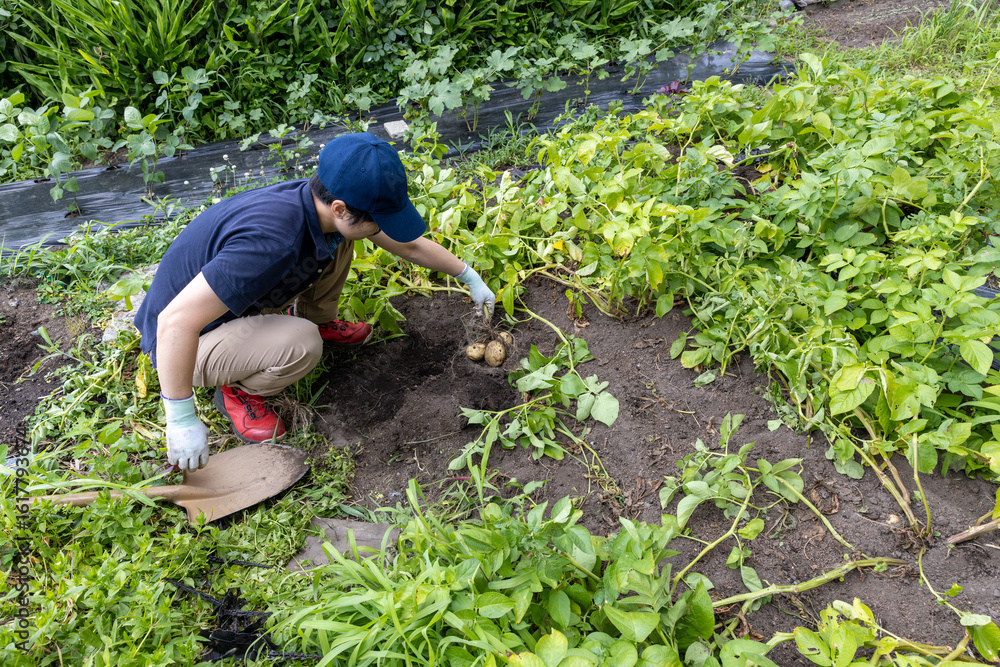 Naklejka premium ジャガイモの収穫 品種：キタカムイ