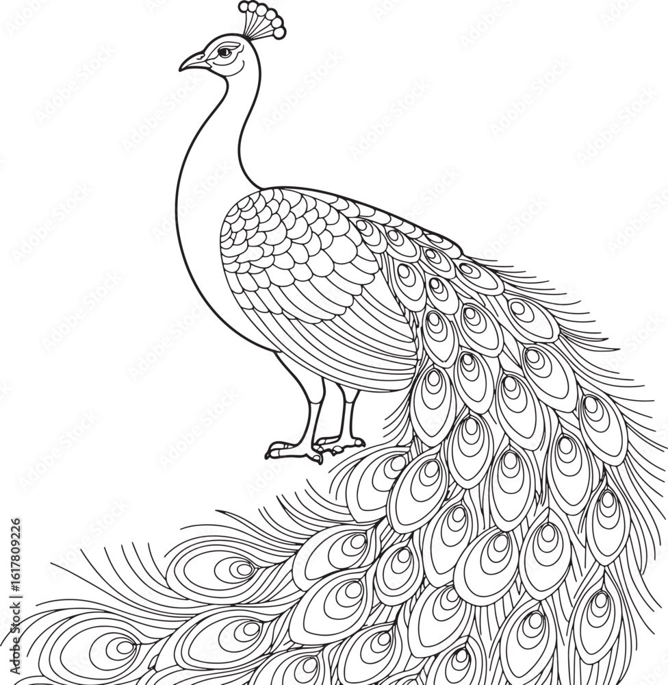 Fototapeta premium Elegant Peacock Outline Illustration Detailed Bird Drawing with Intricate Feather Design on Transparent Backdrop