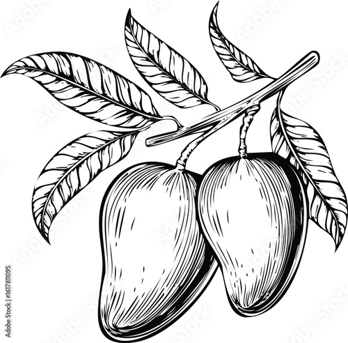 Mango Sketch: Vintage Botanical Illustration