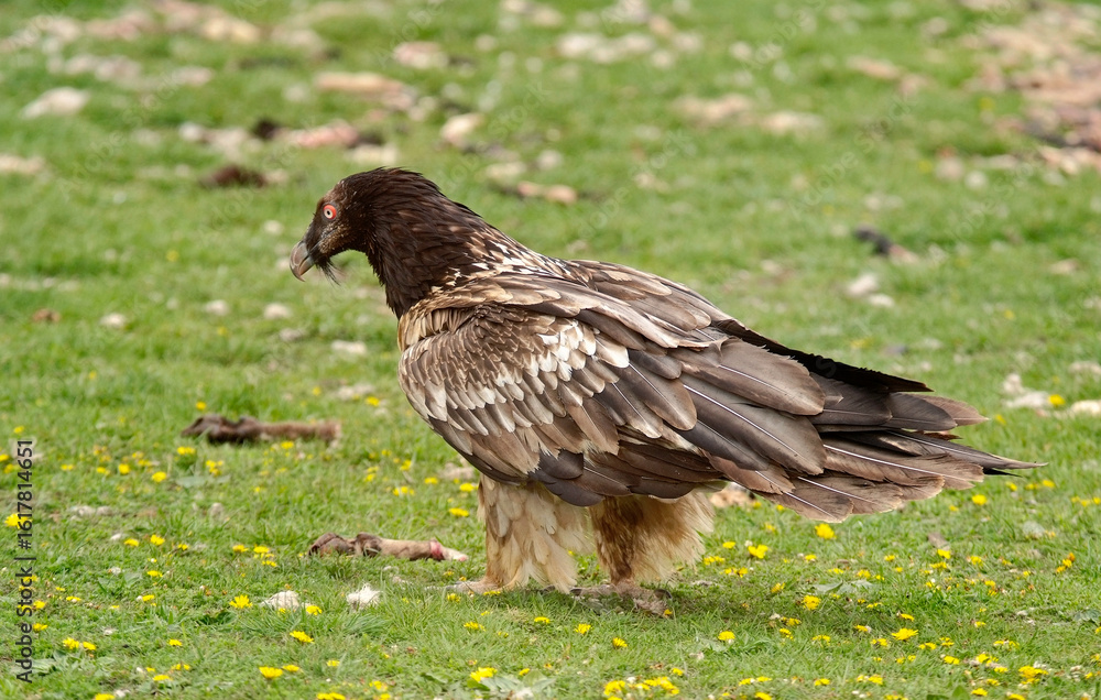 Gypaète barbu, jeune,
Gypaetus barbatus, Bearded Vulture, Pyrénées