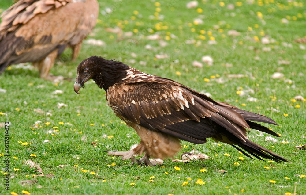 Gypaète barbu,
Gypaetus barbatus, Bearded Vulture, Pyrénées Gypaète barbu,
Gypaetus barbatus, Bearded Vulture, Pyrénées