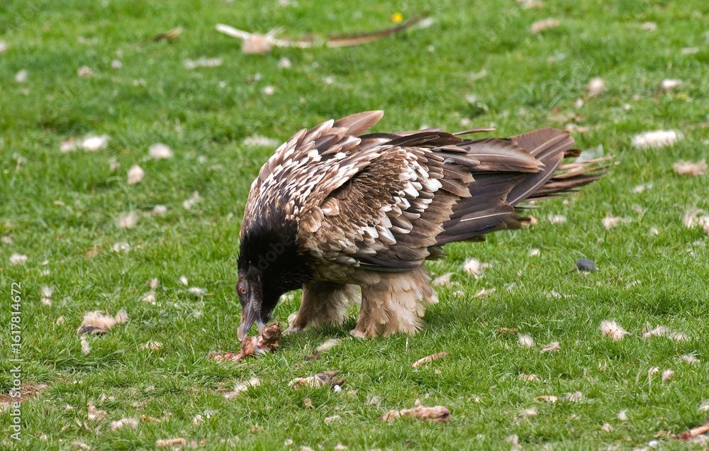 Fototapeta premium Gypaète barbu, Gypaetus barbatus, Bearded Vulture, Pyrénées
