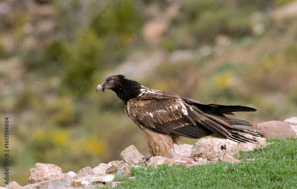 Fototapeta premium Gypaète barbu, Gypaetus barbatus, Bearded Vulture, Pyrénées