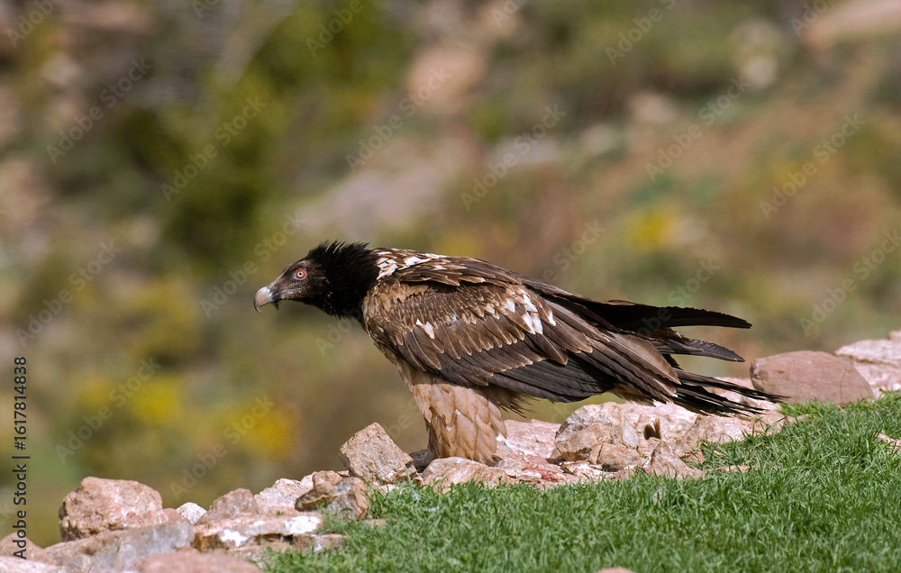 Fototapeta premium Gypaète barbu, Gypaetus barbatus, Bearded Vulture, Pyrénées
