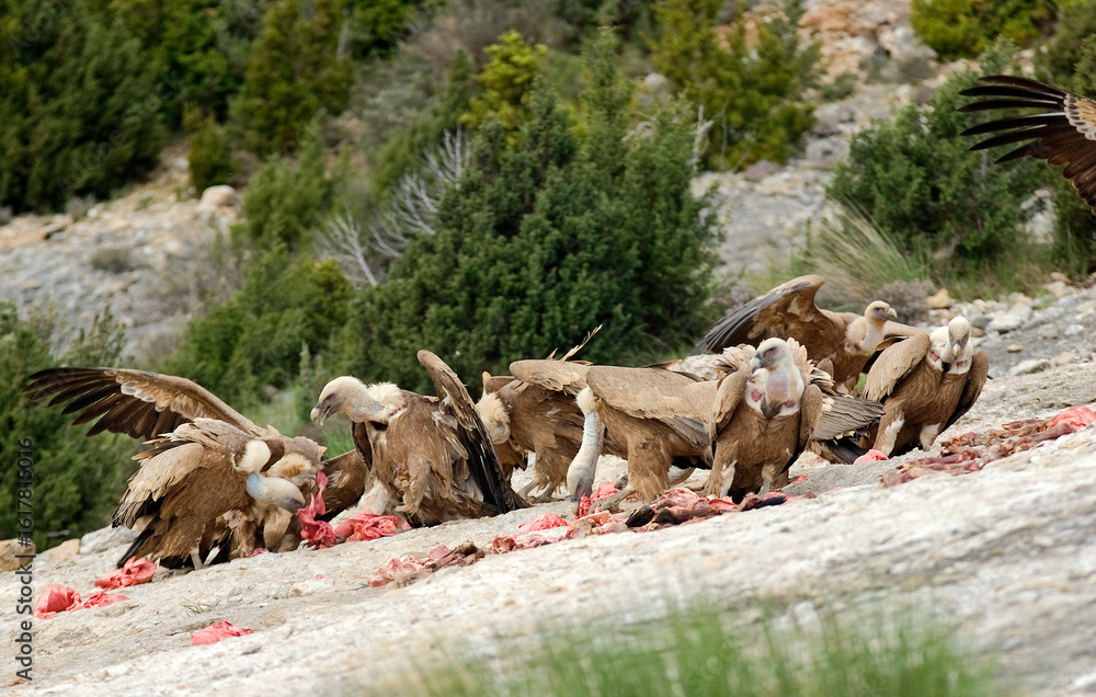 Fototapeta premium Vautour fauve, Gyps fulvus, Griffon Vulture, Pyrénées Atlantiques