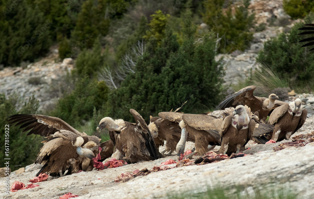 Fototapeta premium Vautour fauve, Gyps fulvus, Griffon Vulture, Pyrénées Atlantiques