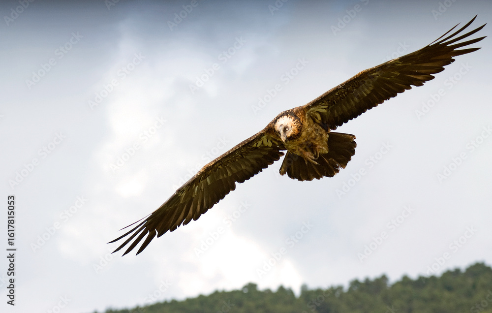 Obraz premium Gypaète barbu, jeune, Gypaetus barbatus, Bearded Vulture, Pyrénées