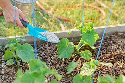 Fotografía Close up of granulated fertilizers in hands, fertilizing young cucumber plants