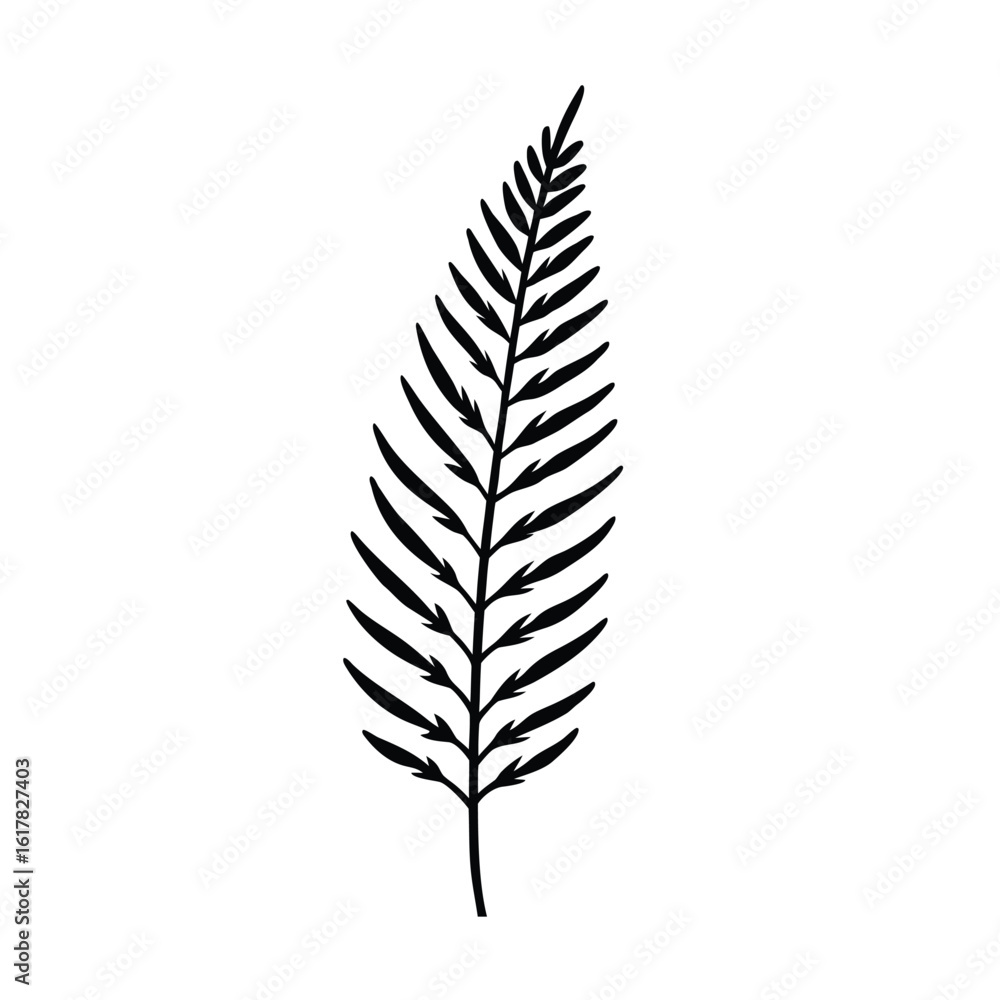fern leaf sketch fern leaf sketch