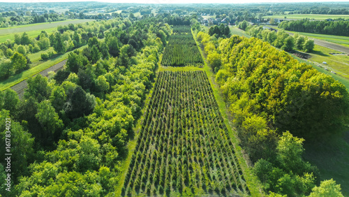 Tableau sur toile Environmentally protected land for tree planting