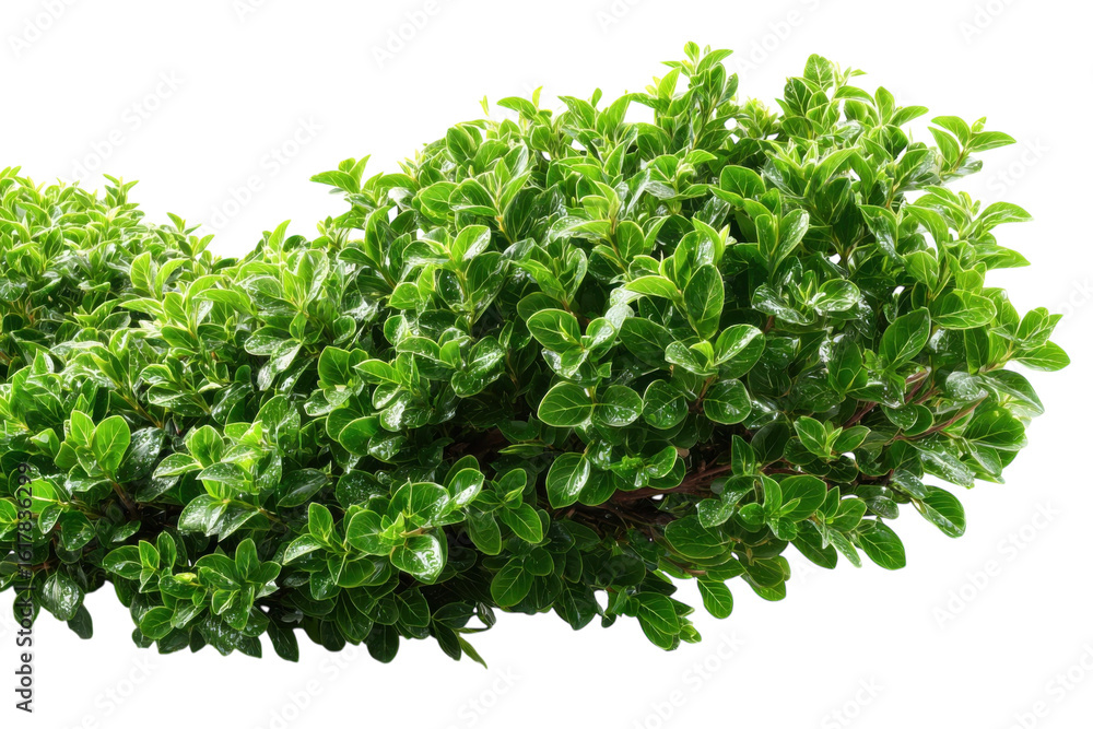 Obraz premium Lush Green Leaves Bush Foliage Background Texture Garden Plant Nature Outdoors Beauty Flora